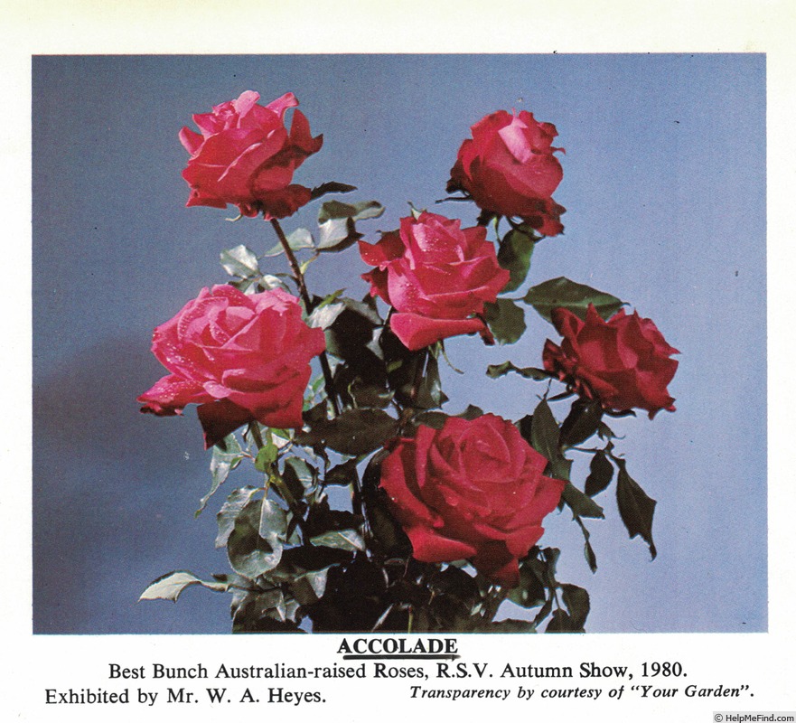 'Accolade' rose photo