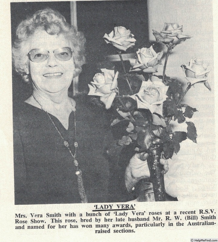 'Lady Vera' rose photo