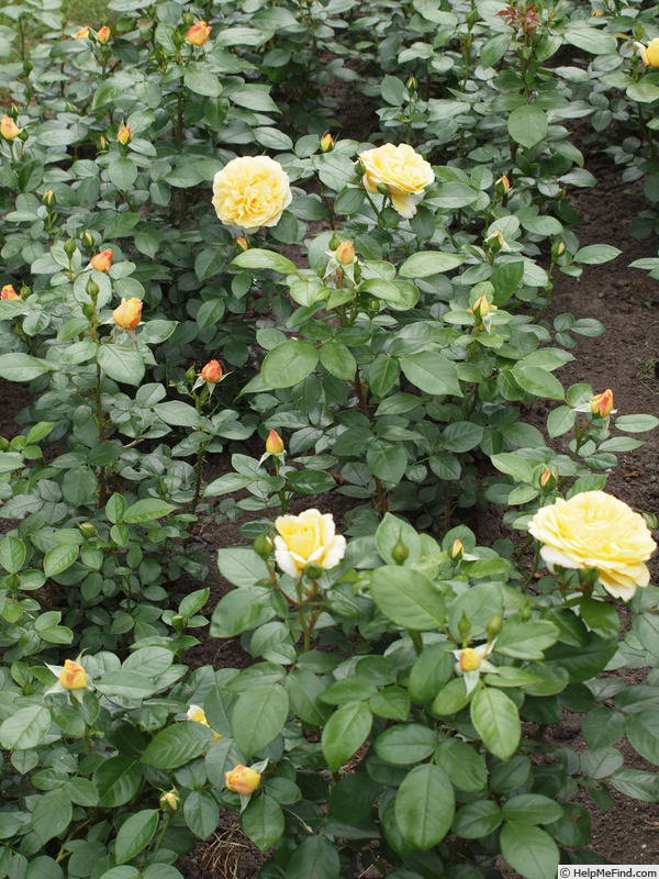 'All Gold ®' rose photo