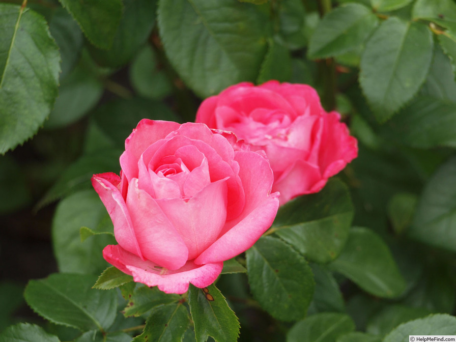 'Cherry Lady ® (hybrid tea, Kordes, 2002/12)' rose photo