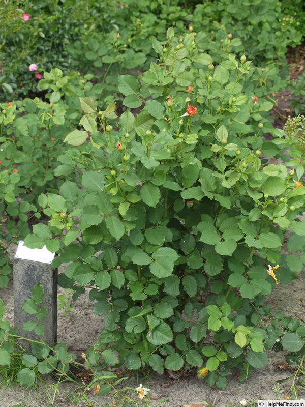 'La Villa Cotta ®' rose, click to enlarge 'La Villa Cotta ®' rose photo