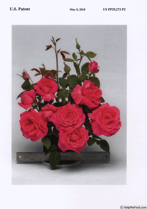 'FRYrapture' rose photo