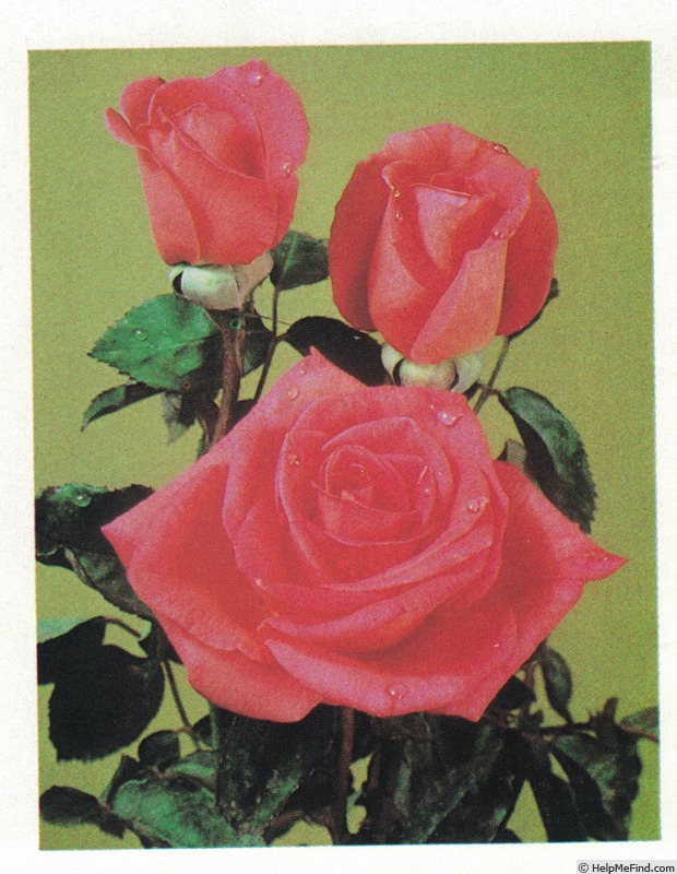 'Tribute (hybrid tea, Warriner, 1980/83)' rose photo