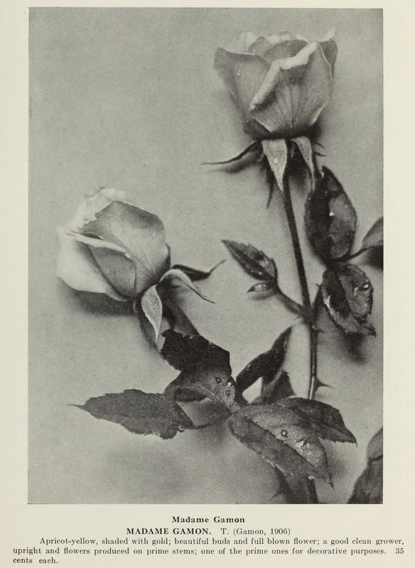 'Madame Gamon' rose photo