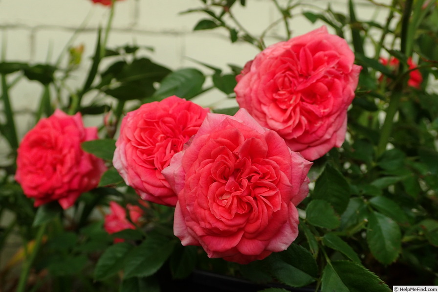 'Starina ®' rose photo