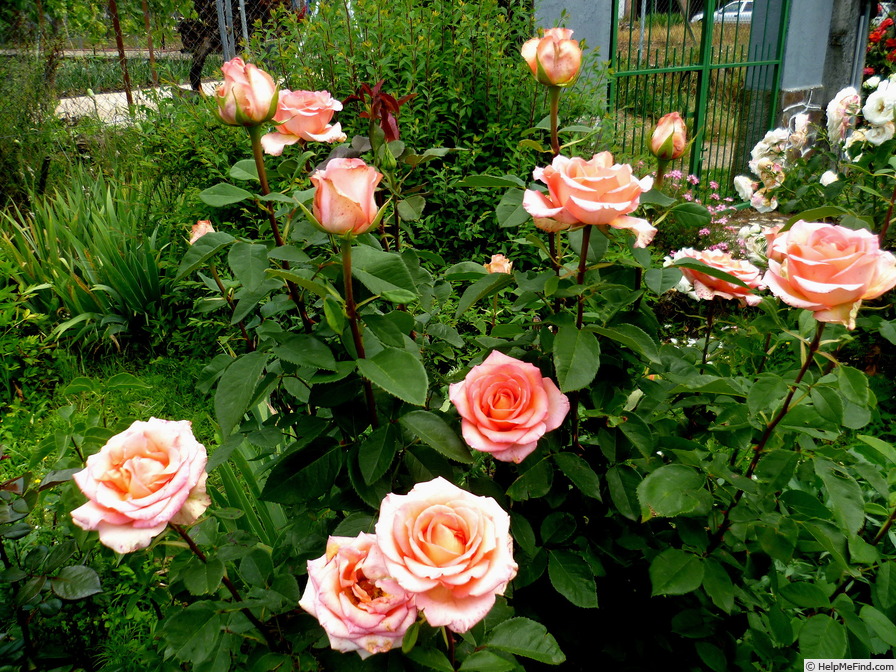 'Fantasia Mondiale ® (hybrid tea, Kordes 2006)' rose photo