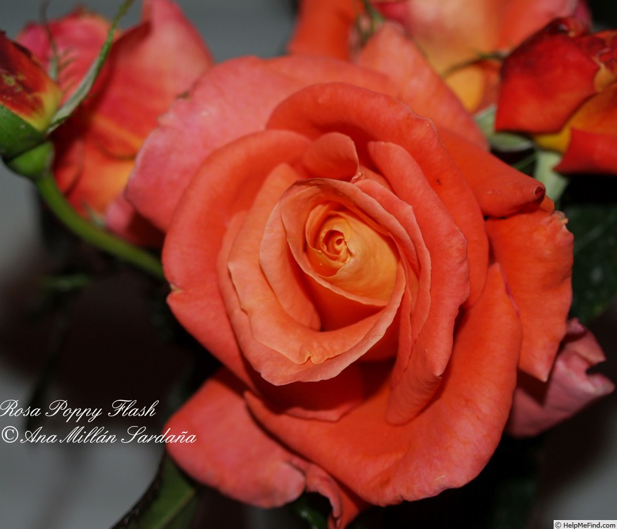 'Poppy Flash' rose photo