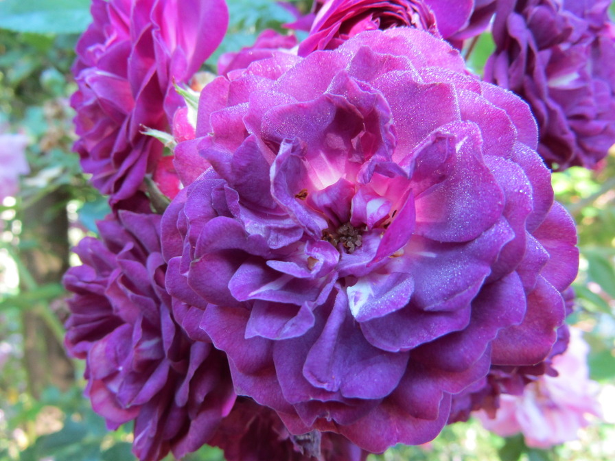 'Bleu Magenta' rose photo