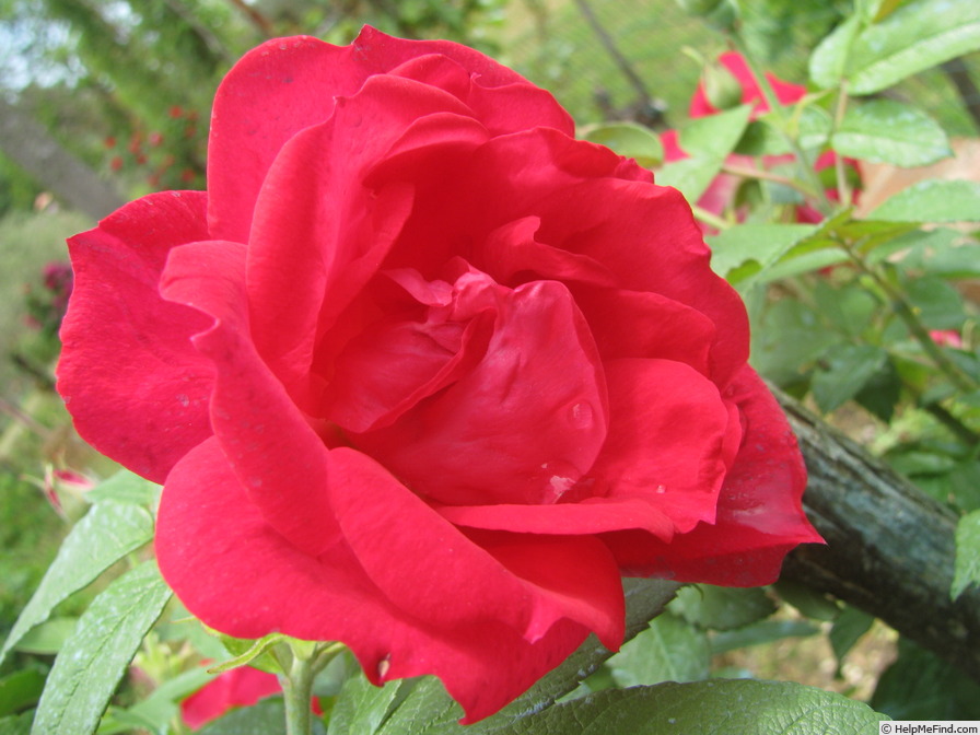 'Caporosso' rose photo