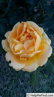 'Buccaneer' rose photo
