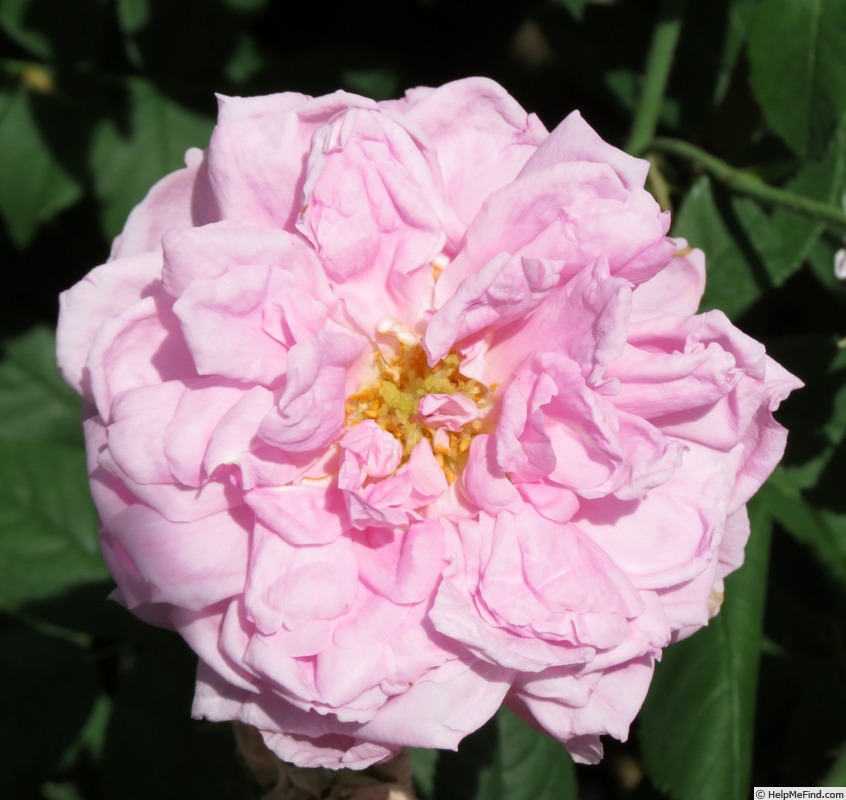 'Ispahan (damask, Unknown, before 1827)' rose photo
