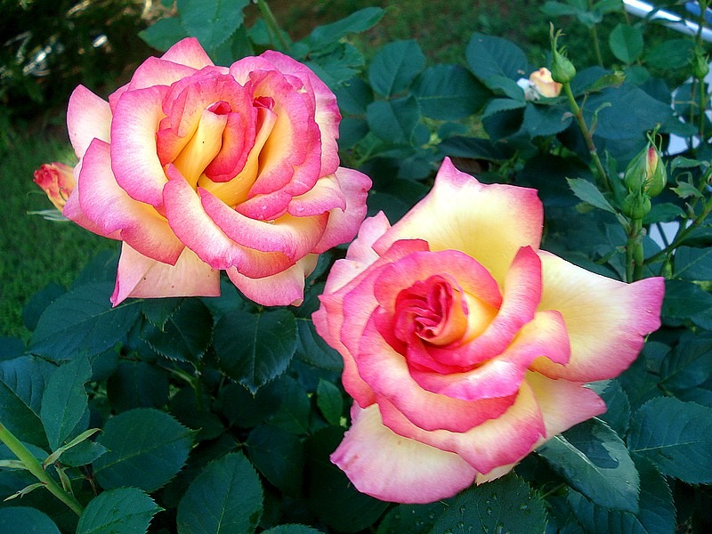 'Jean Piat ®' rose photo