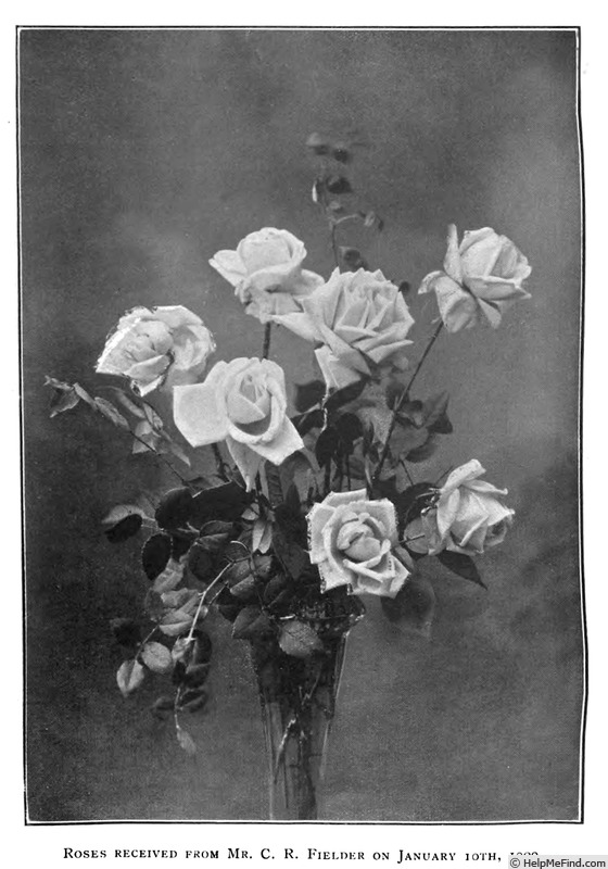 'The Bride (tea, May, 1885)' rose photo