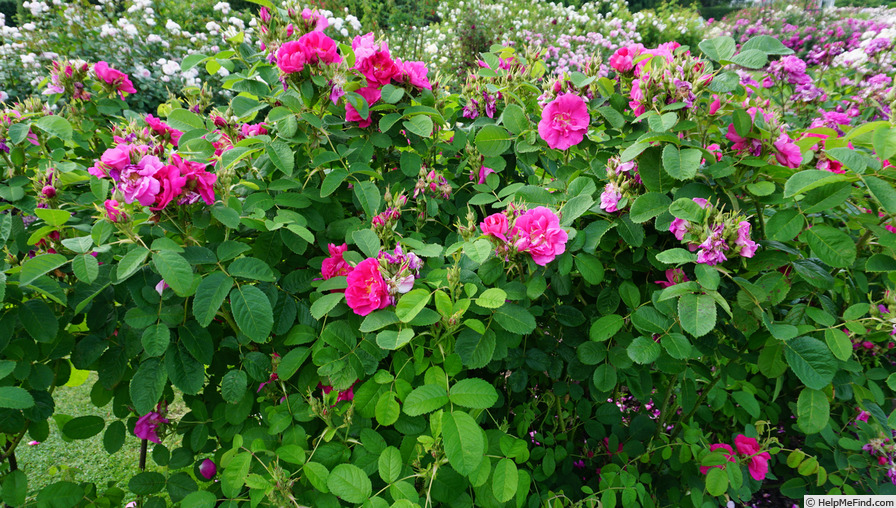'Portland Rose' rose photo