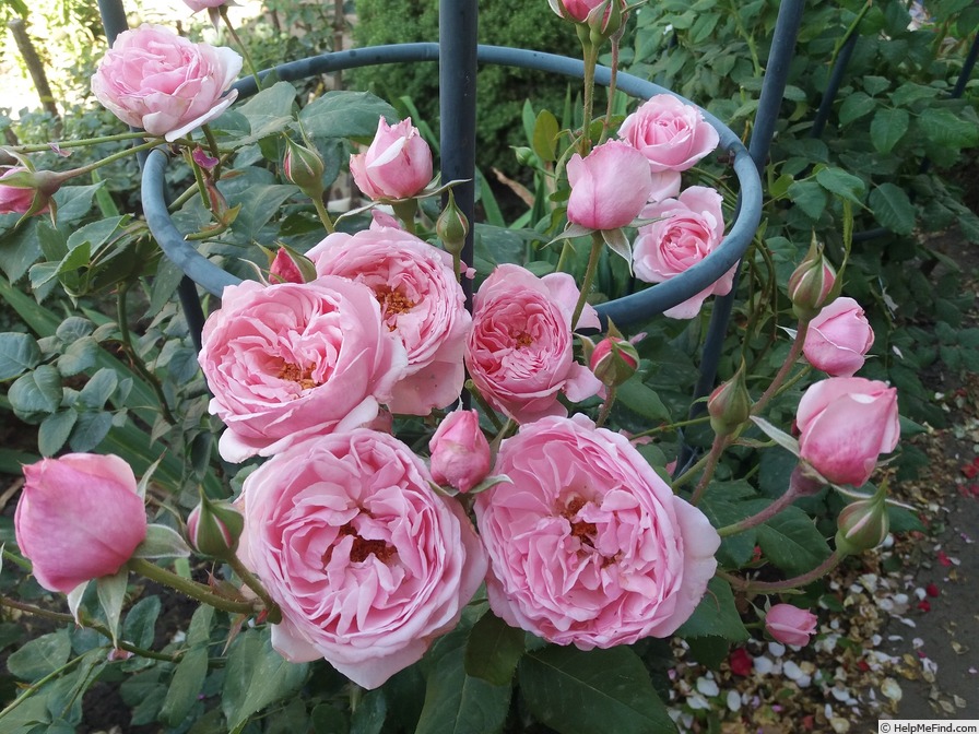 'Kiss Me Kate ®' rose photo