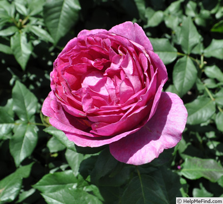 'Carmen Würth' rose photo