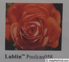 'Lublin ™' rose photo