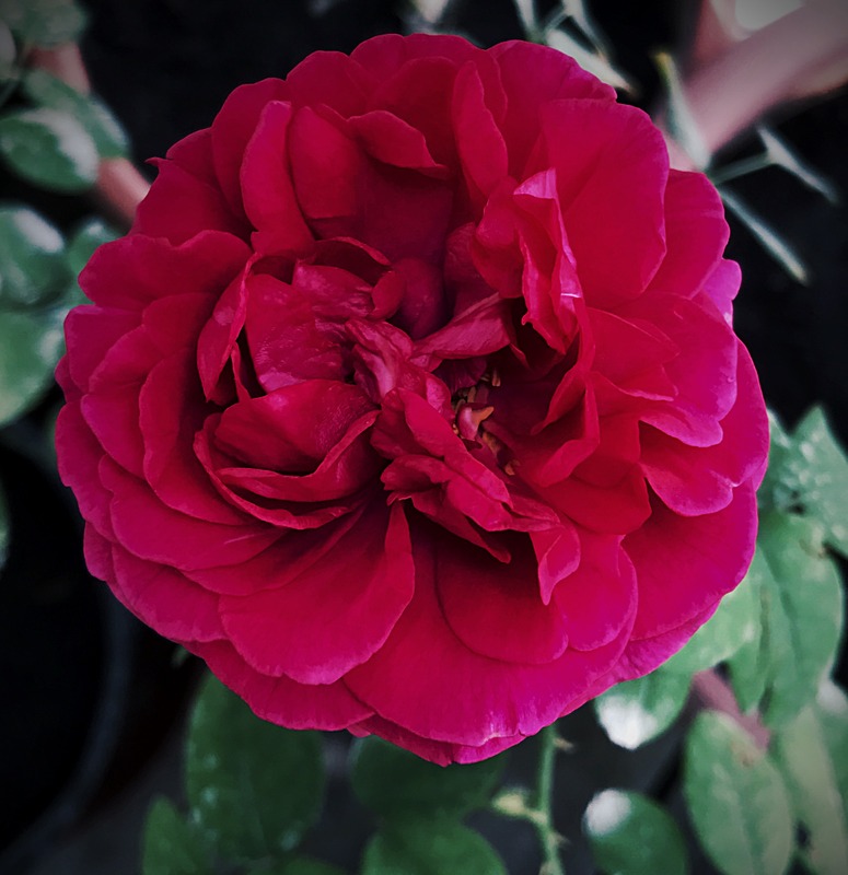 'Allegorie' rose photo