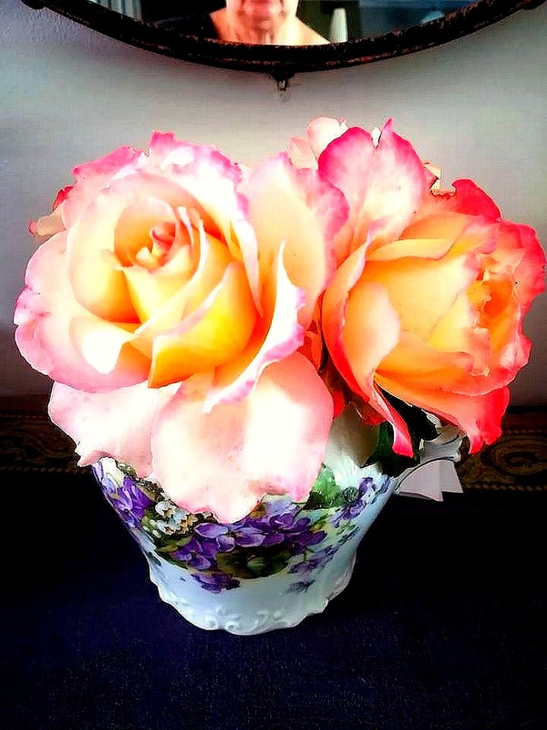'Pierre Tchernia ®' rose photo