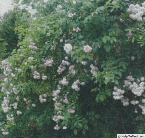 'Esiko' rose photo