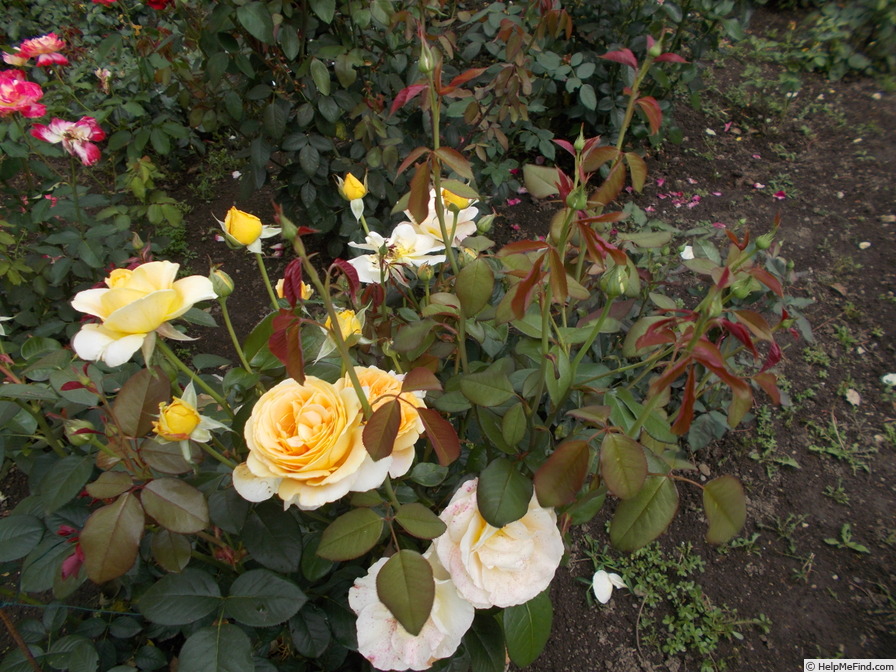 'Bataclan ®' rose photo
