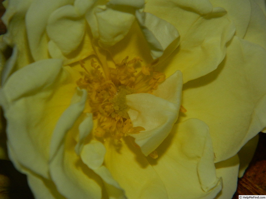 '1-72-1Hugonis flore plena' rose photo