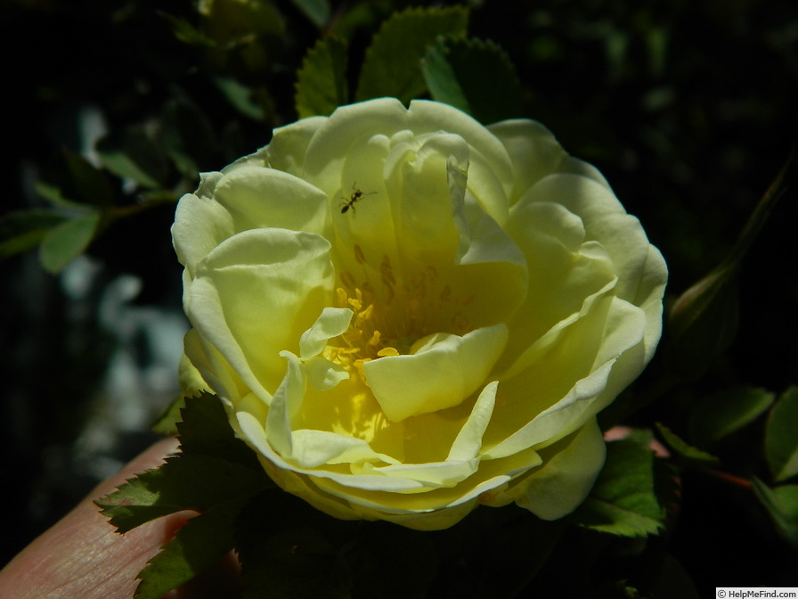 '1-72-1Hugonis flore plena' rose photo