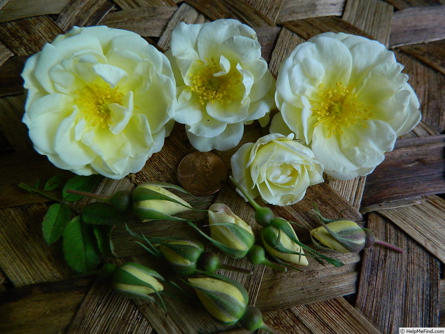 '1-72-1Hugonis flore plena' rose photo