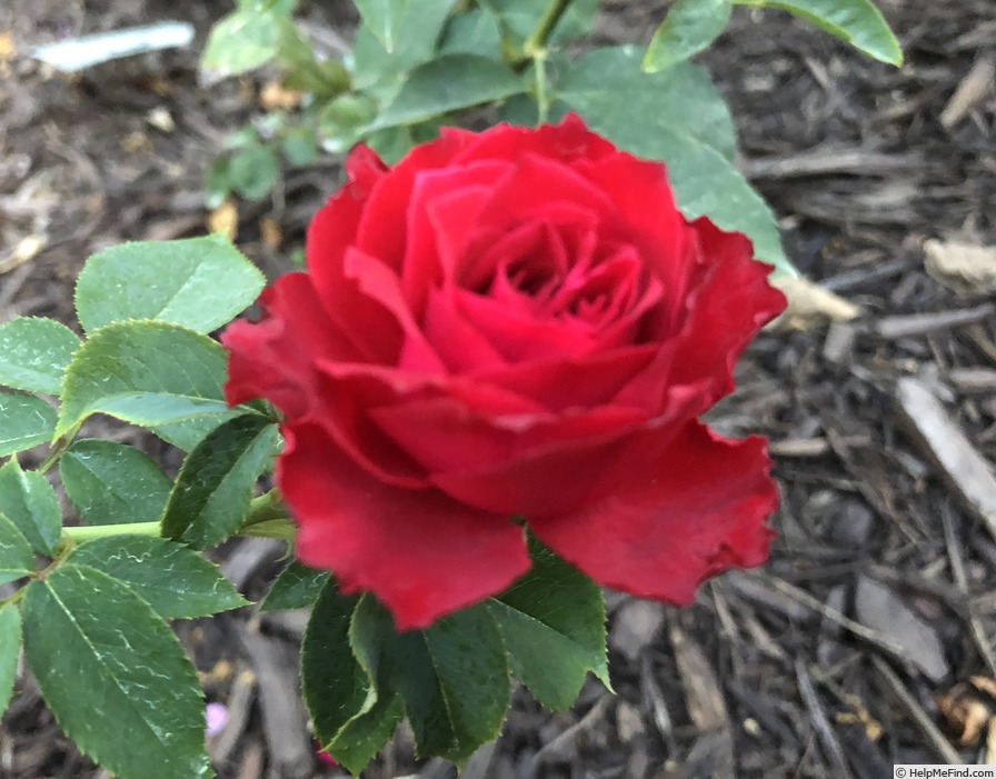 'Lady In Red (climber, Bedard 2017)' rose photo