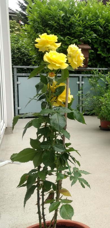 'Friesia (floribunda, Kordes 1973)' rose photo