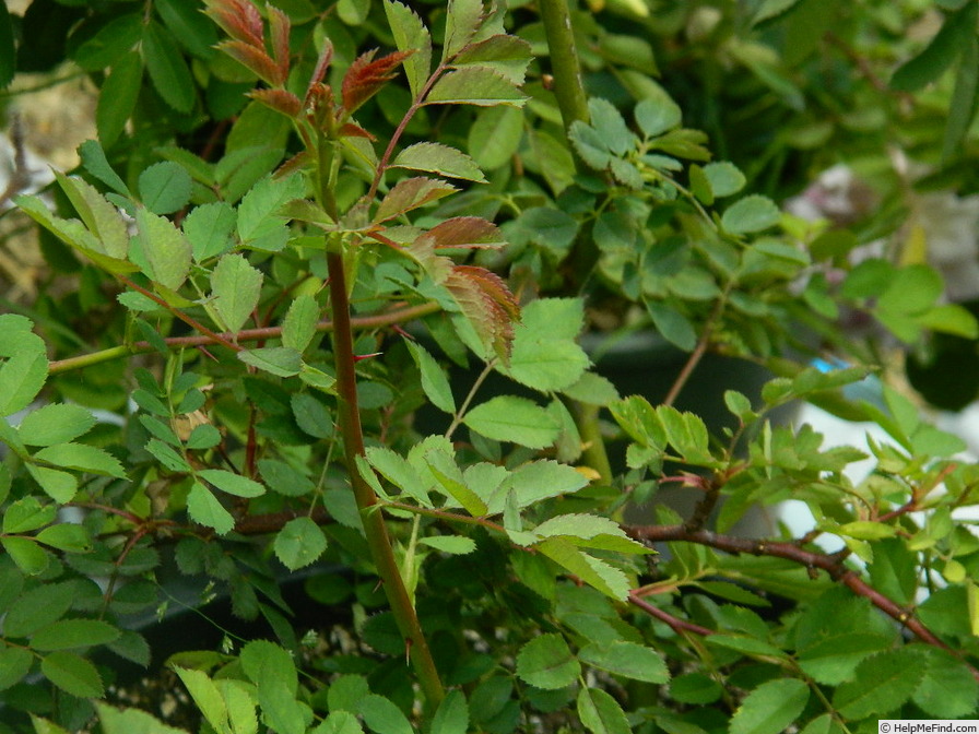 'Lynnie-Hugonis' rose photo