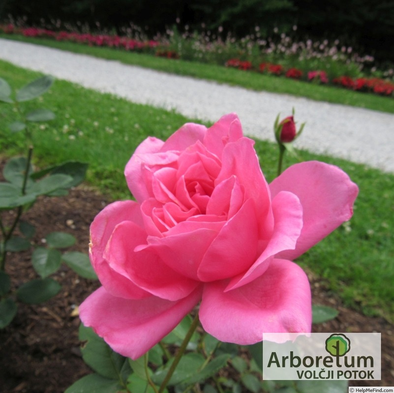 'Феодосийская Красавица' rose photo