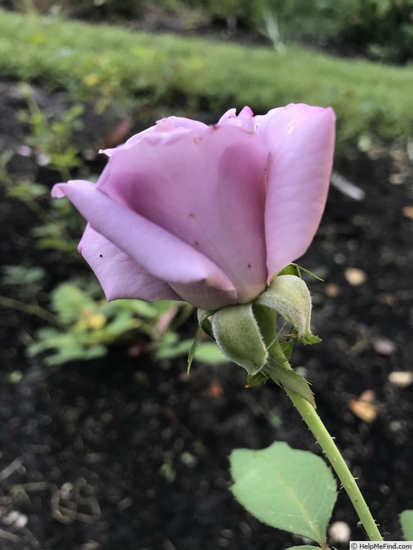 'Blue Skies' rose photo