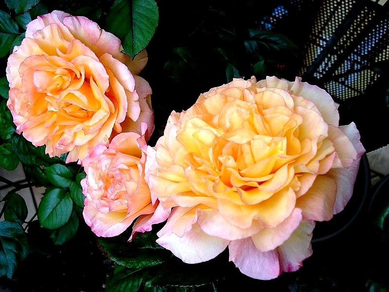 'Soledad ®' rose photo