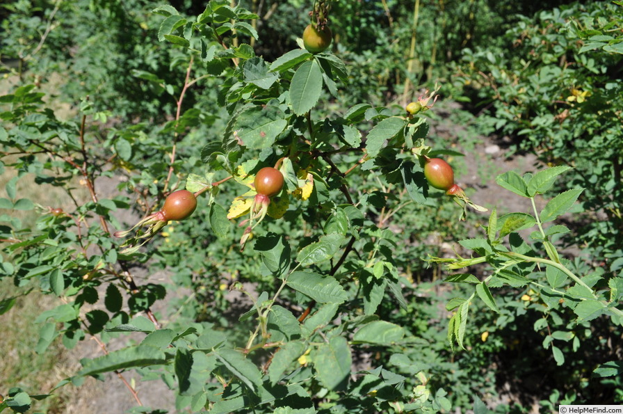 '<i>Rosa macrophylla</i> 'Master Hugh'' rose photo