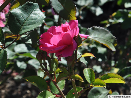 'Ingar Olsson' rose photo