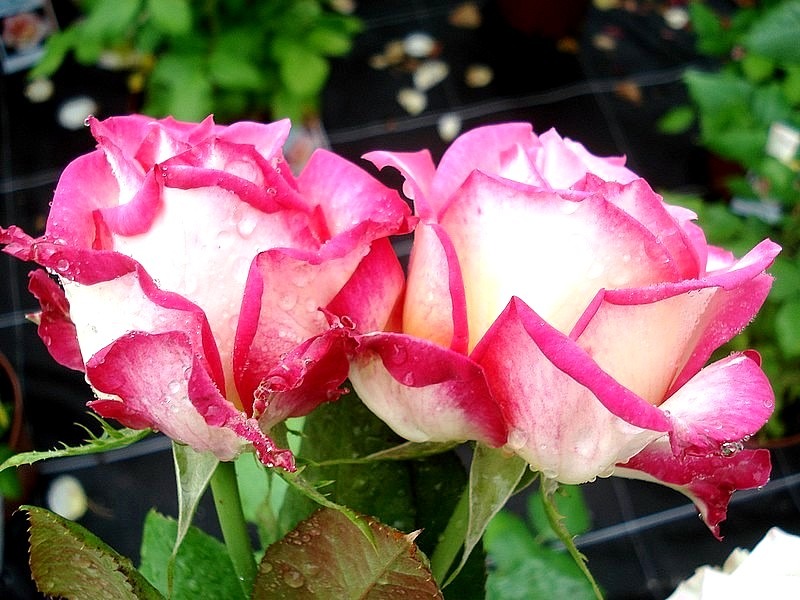 'Sweet Eureka' rose photo