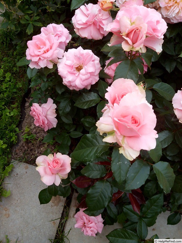 'You're Beautiful' rose photo