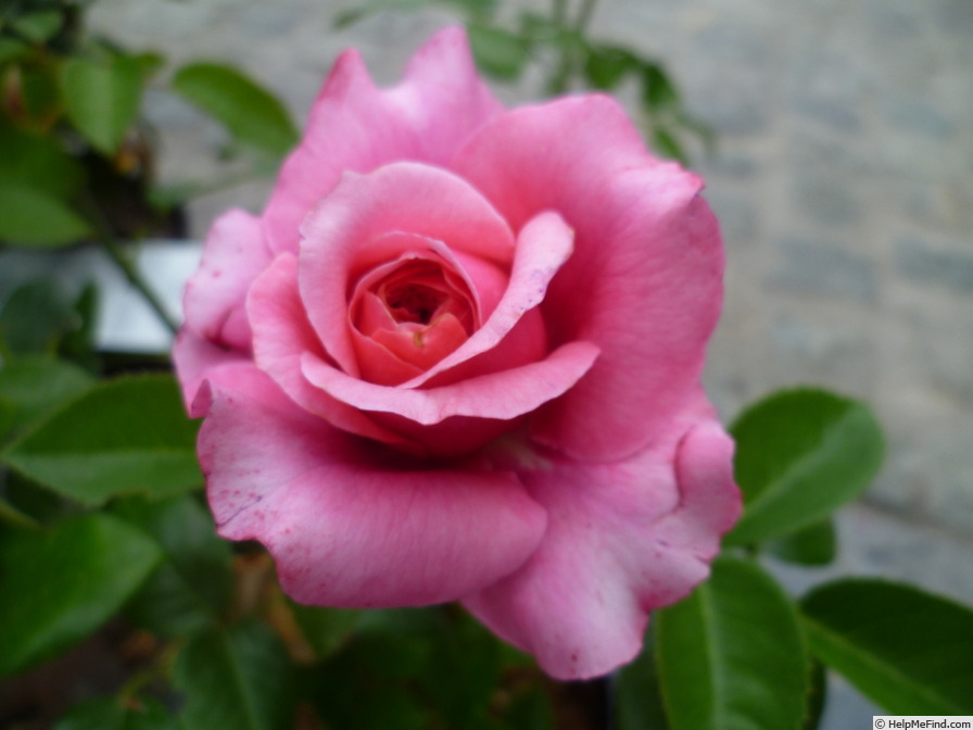 'Comeback ®' rose photo