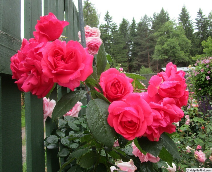 'Wymondham Abbey' rose, click to enlarge 'Wymondham Abbey' rose photo
