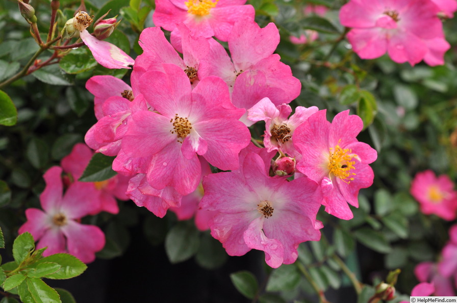 'Fil des Saisons' rose photo