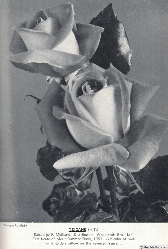 'Tzigane (hybrid tea, Meilland, 1951)' rose photo