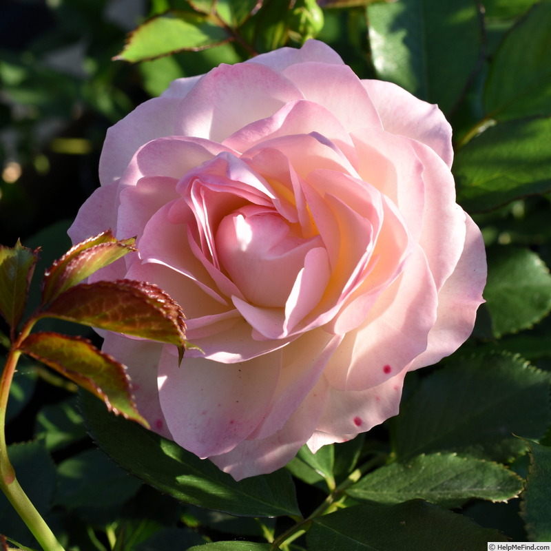 'Pastella ® (floribunda, Evers/Tantau, 1998)' rose photo