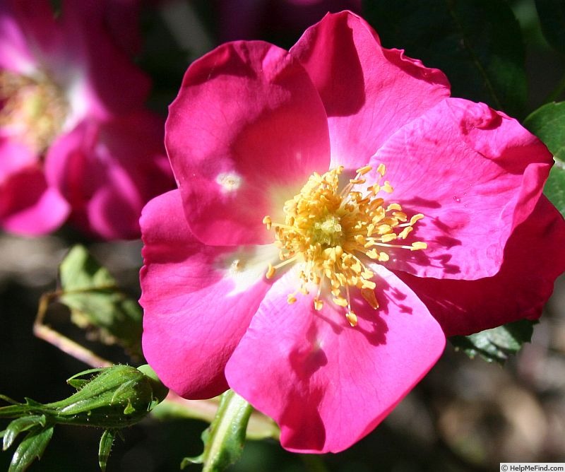 'Virginian Dark Pink Himalayan' rose photo