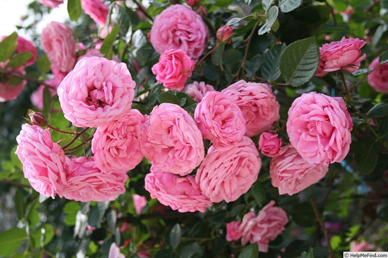 'Virginian Wenda Pink Pillar' Rose