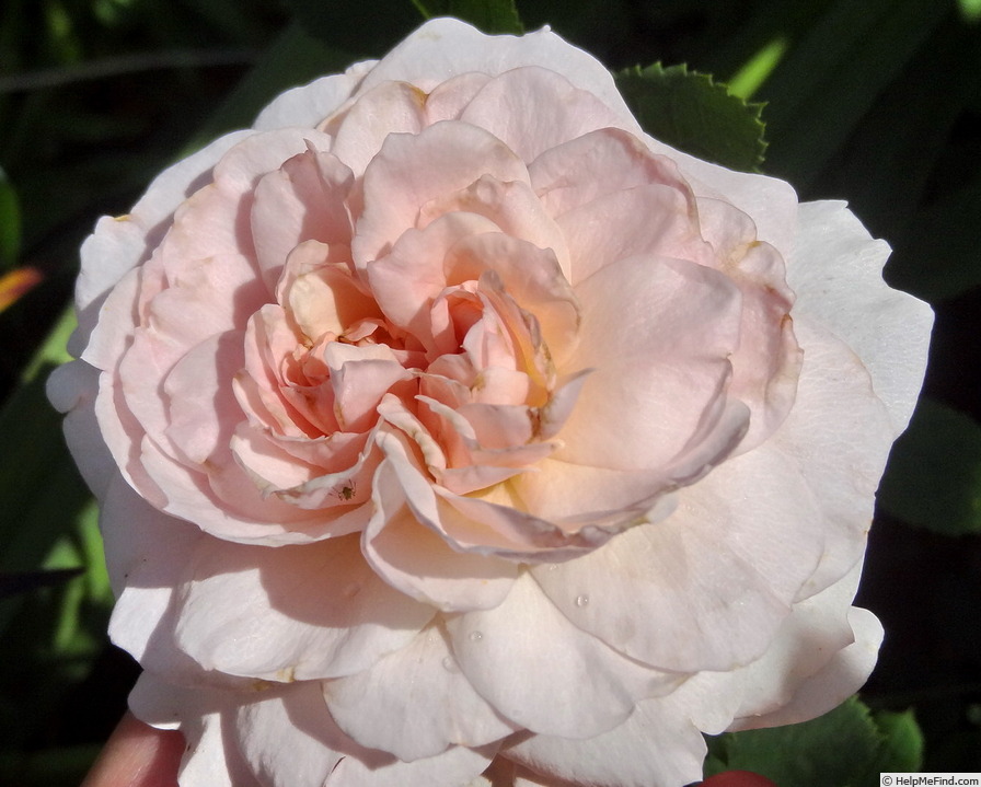 'Morden Blush' rose photo