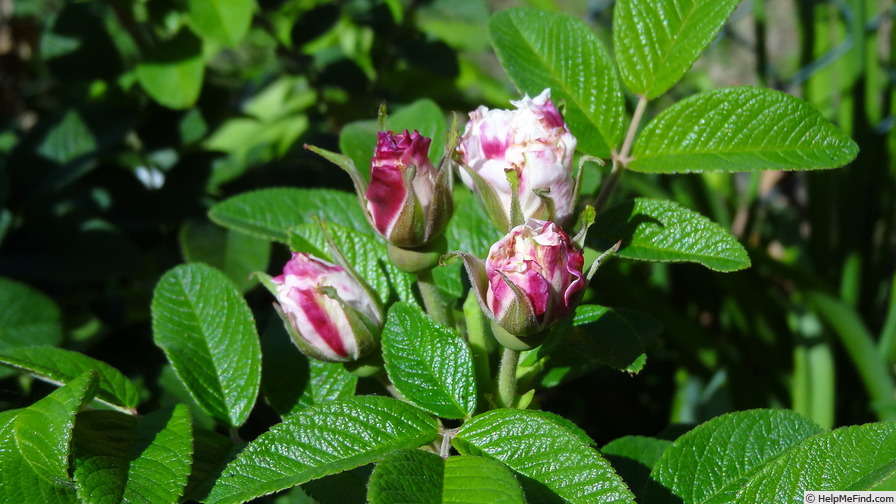 'Marie Bugnet' rose photo