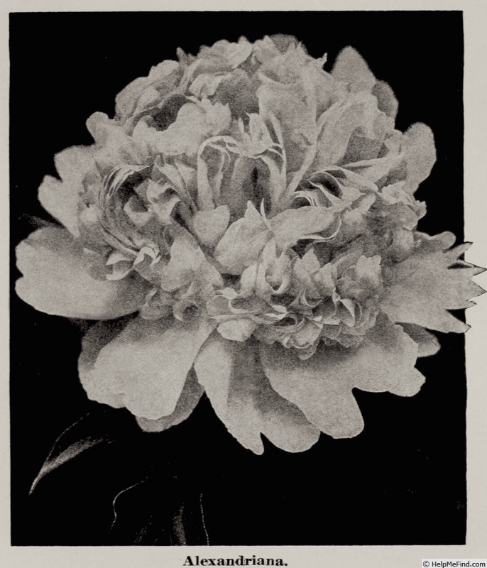 'Alexandriana' peony photo