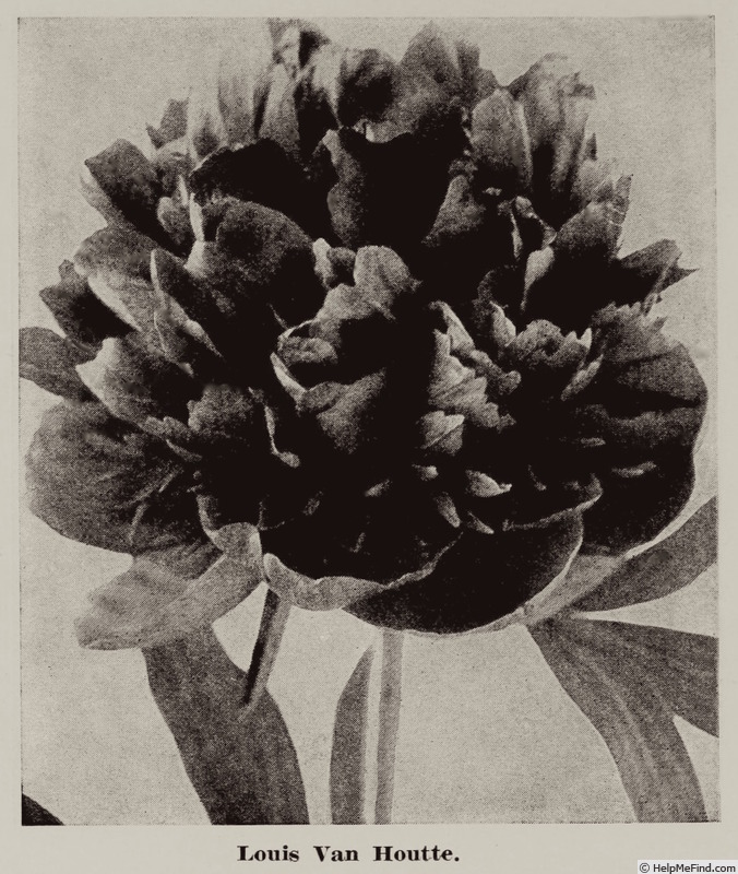 'Louis van Houtte (hybrid lactiflora, Calot, 1863)' peony photo