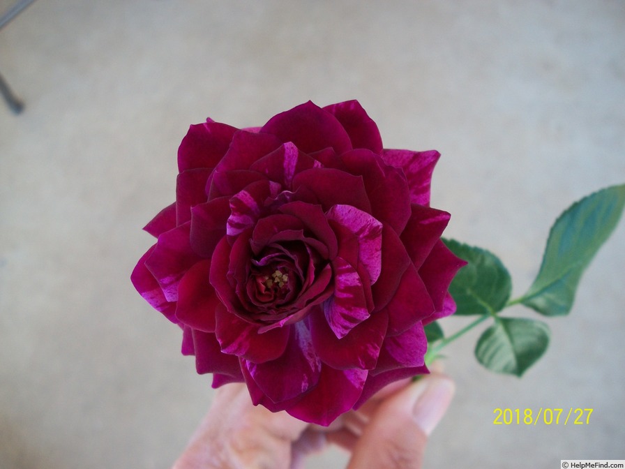 'Burlesque (shrub, Burns 2014)' rose photo